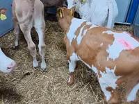 ІҚМ (топ, жынысы көрсетілмеген), Simmental cattle — 3-сурет