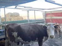 Bulle, Latvian Blue cattle — Foto 2