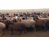 كبش, الأغنام — الصورة 4