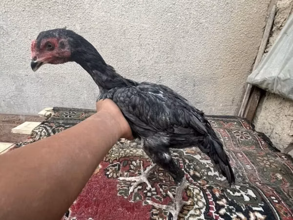 Chickens — Kirgisistan