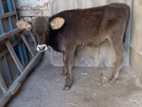 सांड, Swiss cattle — फ़ोटो 1