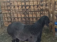 公羊, Sheep — 照片 4