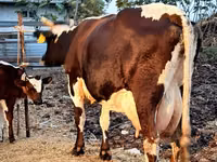Kuh, Russian Black pied cattle — Foto 5