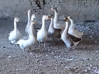 Geese — Foto 1