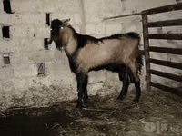 تيس, Beetal goats — الصورة 3