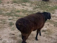 Widder, Hissar sheep — Foto 4