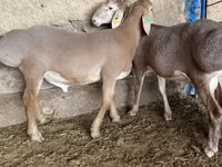 كبش, Arashan sheep — الصورة 1