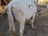 公牛, Russian Black pied cattle — 照片 4