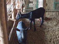 Ешкі, Alpine goat — 2-сурет