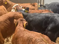Rinder (Partie, Geschlecht nicht angegeben), Simmental cattle — Foto 3