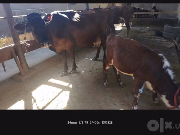 Vaca, Simmental cattle