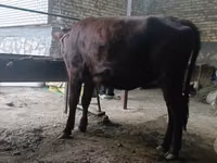 Уй, Калмыцка тукум — сүрөт 5