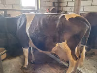 母牛, Swiss cattle — 照片 7
