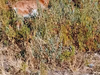 Ziege, Ziegen — Foto 2