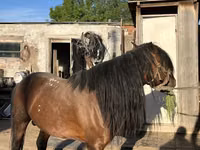 Hengst, Kazakh horse — Foto 4