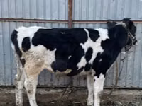 Bulle, Russian Black pied cattle — Foto 6