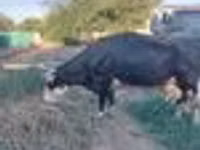 Vaca, Russian Black pied cattle — foto 7