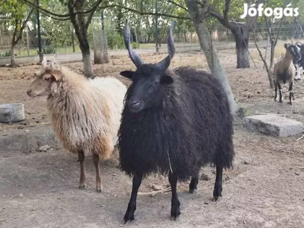Widder, Racka sheep