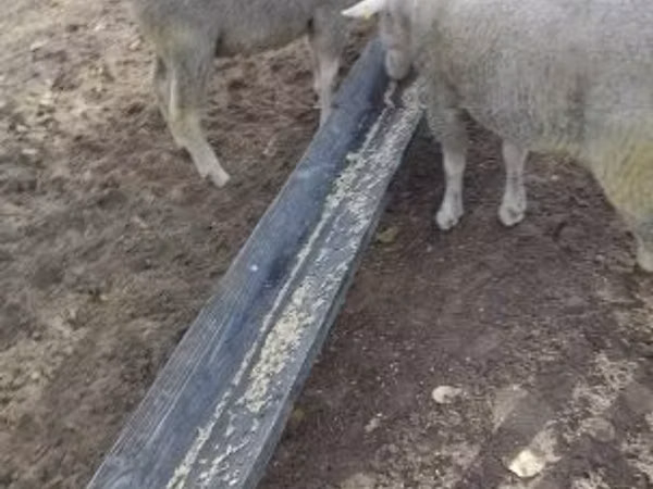 Widder, Ile-de-France sheep