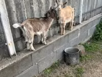 Ziege, Alpine goat — Foto 4
