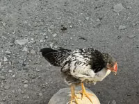 Brahma — Foto 2