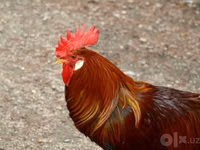 Chickens — Foto 2