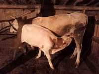 公牛, Cattle — 照片 1