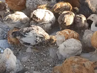 Chickens — Foto 1