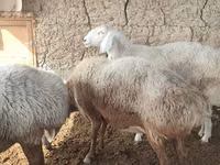 نعجة, الأغنام — الصورة 3