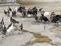 Turkeys — foto 3