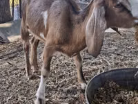 Ziege, Nubian Goat — Foto 4