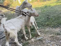 عنزة, Saanen goat — الصورة 1