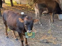 母牛, Cattle — 照片 1