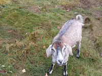 Ziege, Ziegen — Foto 2