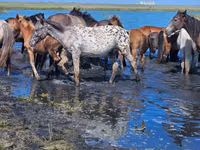 خيول (دفعة، الجنس غير محدد), Mugalzhar horse — الصورة 6