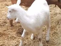Cabra, Alpine goat — foto 2