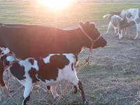 بقرة, Russian Black pied cattle — الصورة 6