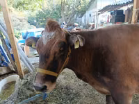 母牛, Swiss cattle — 照片 4