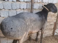 كبش, الأغنام — الصورة 1