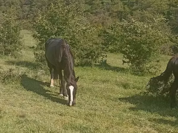 فرس, Horse breed — أوزبكستان