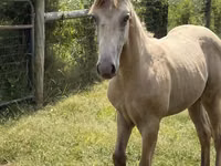 حصان, Kentucky mountain daddle horse — الصورة 5
