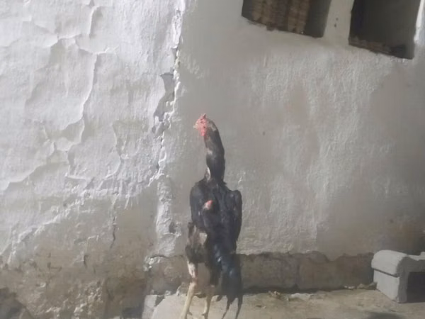 Chickens — Kirgisistan