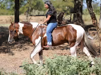 Aygʻir, American paint horse — 4-rasm