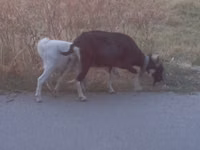 母山羊, Goats — 照片 1