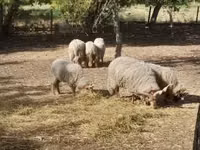 كبش, Baerchuke sheep — الصورة 3