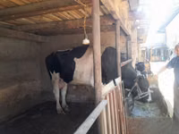 Rinder (Partie, Geschlecht nicht angegeben), Holstein-Rasse — Foto 1
