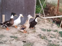 Ducks — Foto 4