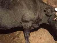 بقرة, Russian Black pied cattle — الصورة 2