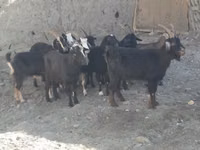 عنزة, الماعز — الصورة 1