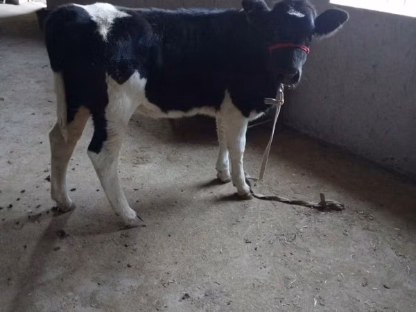 Kuh, Russian Black pied cattle
